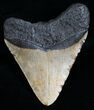 Megalodon Tooth - North Carolina #9931-2